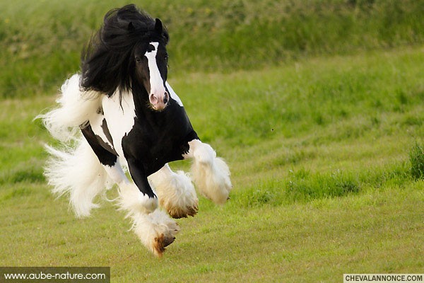 irish cob