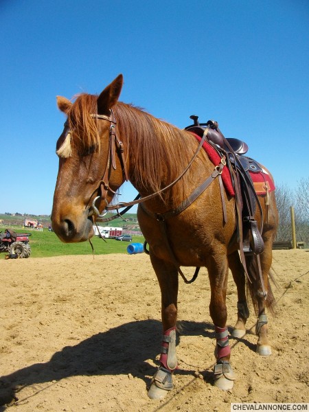 saph en mode western