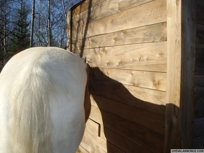 mon cheval