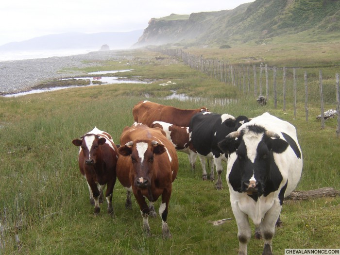 vaches sur la plage