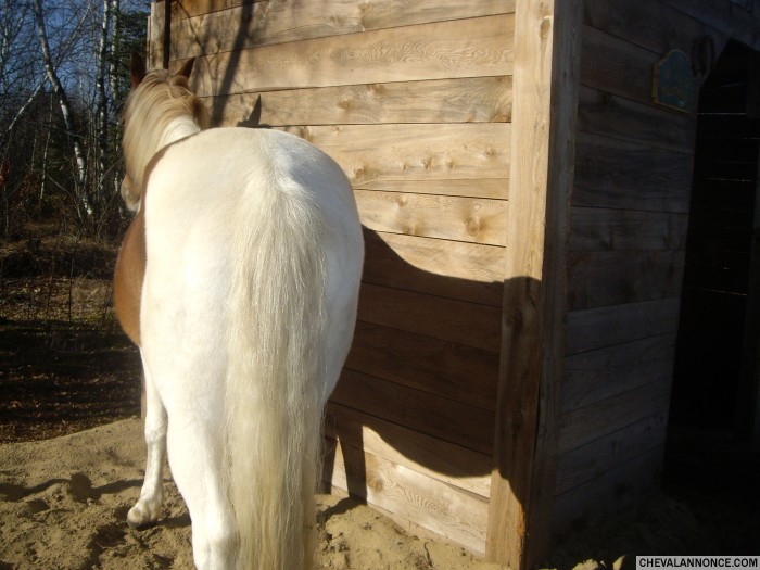 mon cheval