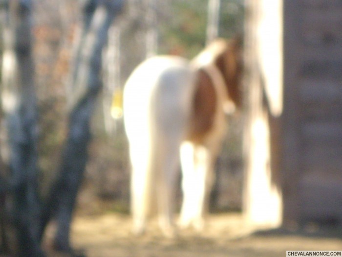 mon cheval
