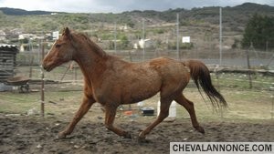 nuage est un cheval adorable