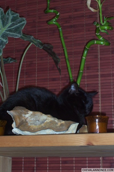 mon chat prenant la pause