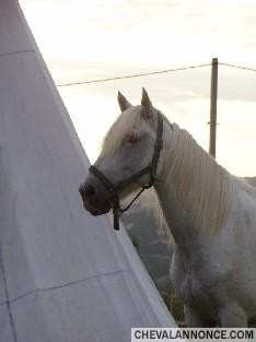 Inti de Meyranne, mon cheval Camargue