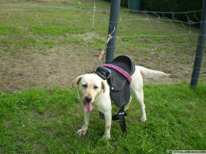 dernier poney de la maison ma chienne vanille