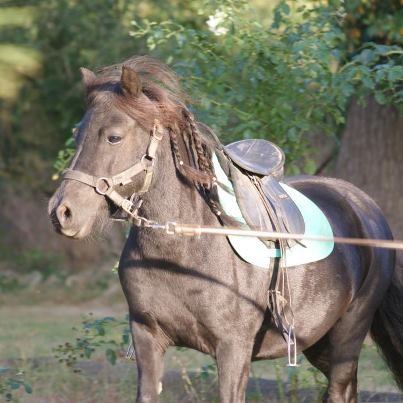 Et pour terminer, le petit monstre de tous,..... Il se pr�nom Unique :)