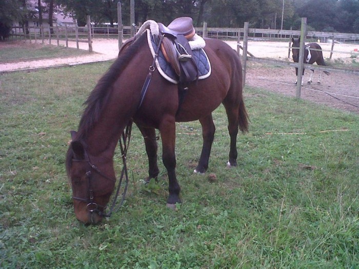 Dalao et sa nouvelle martingale bleue-marine *w* &#9829;