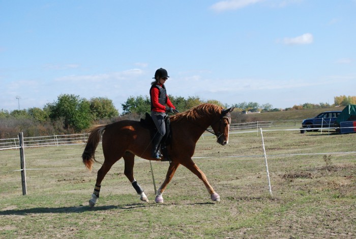 Tannhauser d'ysbel sfa par De niro, mon deuxime cheval. que j'ai dbourr