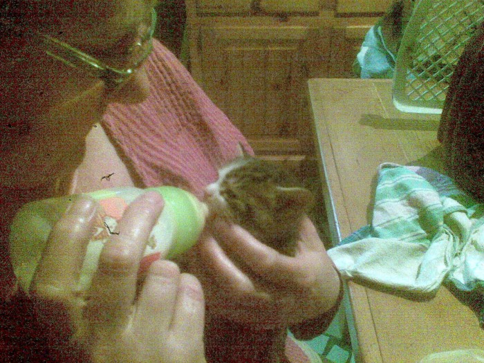 nous avons recuper un chaton mal en point, nous l'avons appell Fripon, c'est notre septime chat  