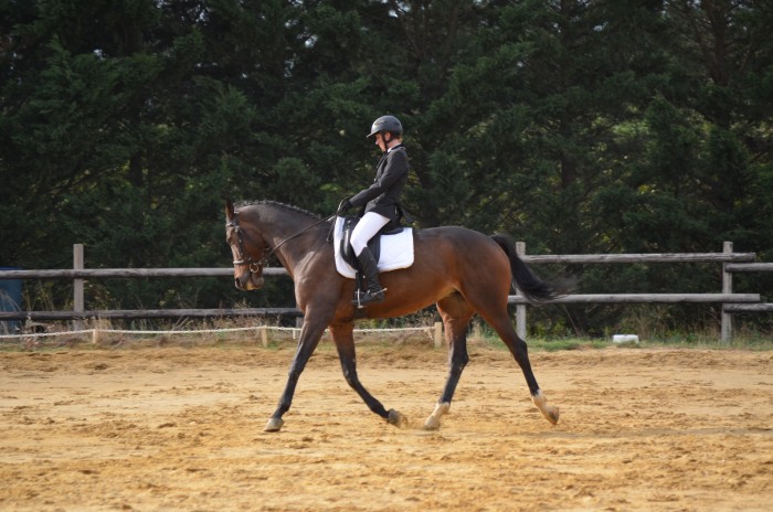 Examen BPJEPS dressage
