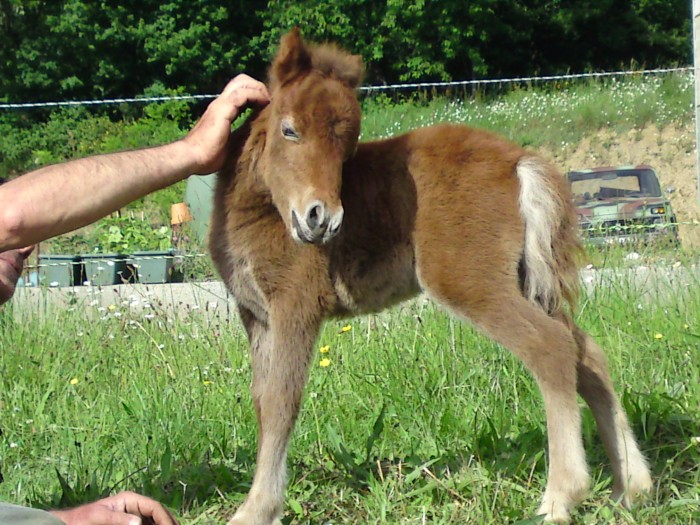 Bandit, bb, dcouvrant les caresses !