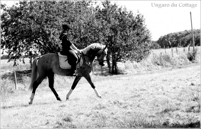 Dressage, Septembre 2012