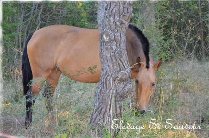 Tania de St Sauveur . Lusitanien . Par : Karmen "onc" et Ladino du Castel. Pas a la vente