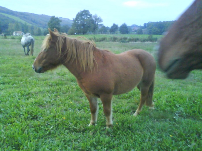 papillon le poney des enfants