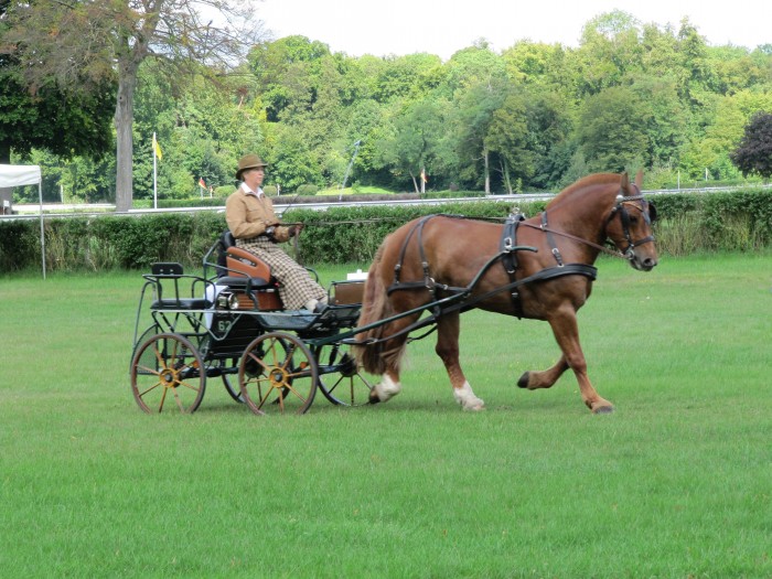 Le dressage