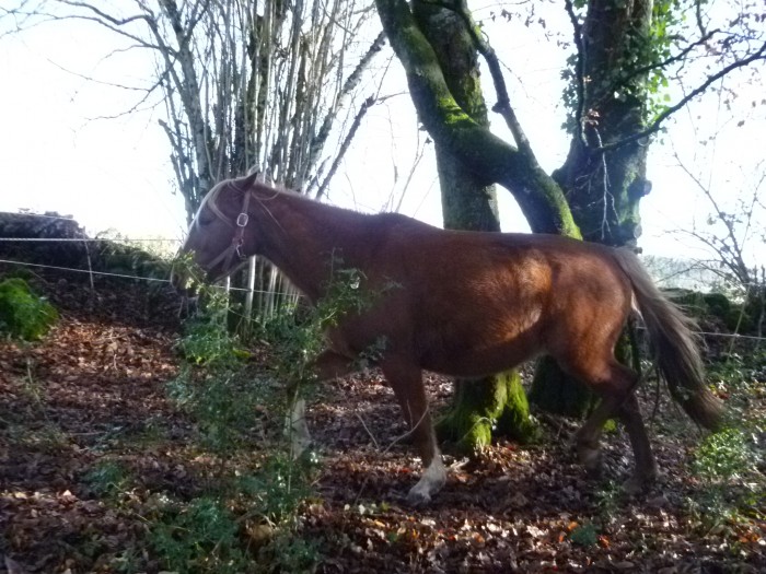 la mere du plus jeune