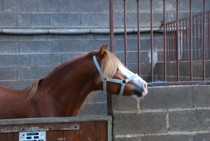 Ourmel mon top model,mon petit prince