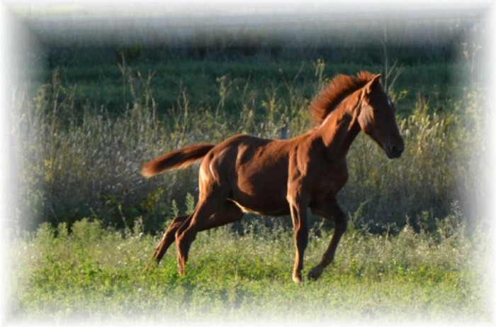 Cereja du Castel. Par Ladino. A la vente