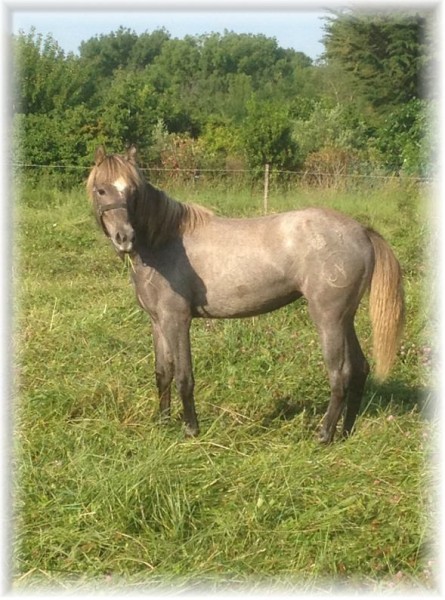 Brise de St Sauveur . Pouliche Caramargues . Par : Souleu du Mejan et Riquette de St Sauveur