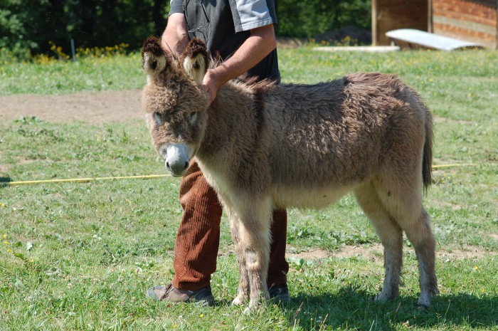 Wanda, la mascotte, nesse de provence de 2 ans, notre sac  bisous !