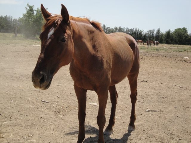 Orchide, jument de 16 ans de race Kon. Warm paard nederland, jument de mon club que j'adore