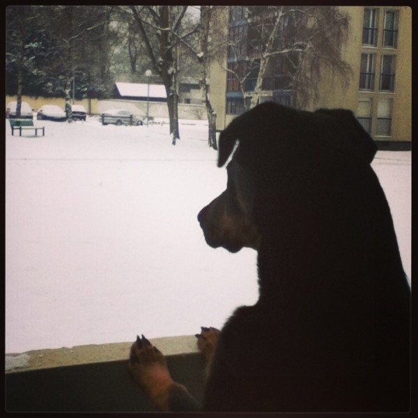 ma roxy elle regarde la neige