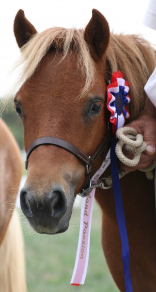 Brves, championne de France  1 an !