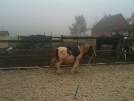 ToupTouche :) Petit poney :)