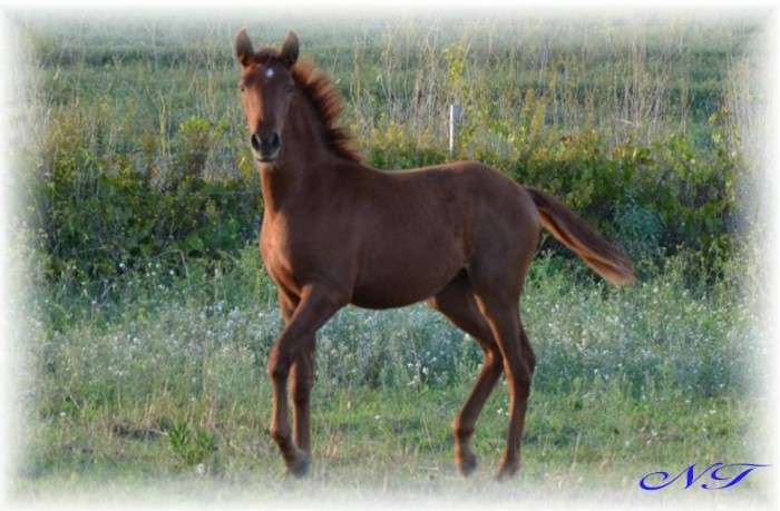 Cereja du Castel. Par Ladino. A la vente