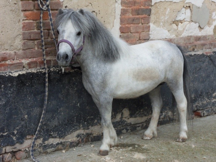 van poney shetland