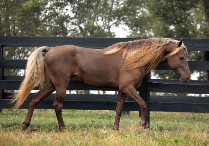 Rocky mountain horse