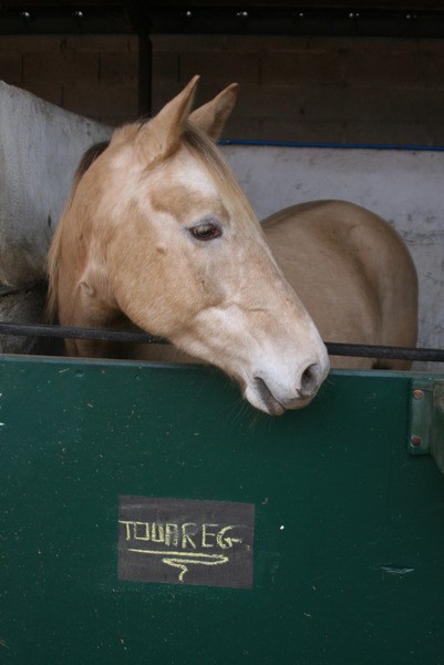 tes un super cheval touareg . je t'aime mon titi