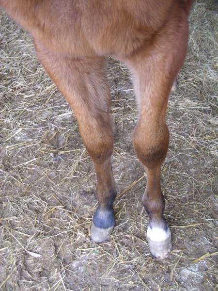 pieds