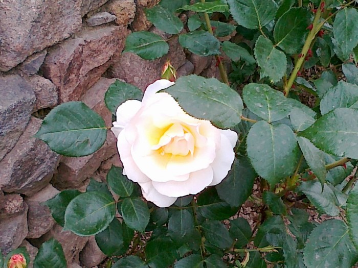 rose jaune