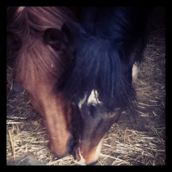 ma cheyenne et mon disco 