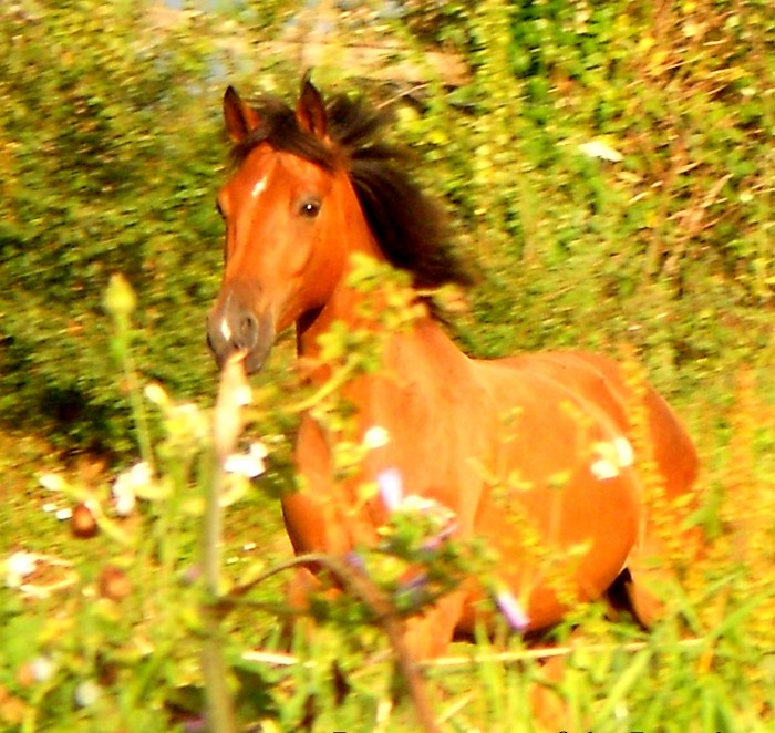 Mon poney ... Droopy