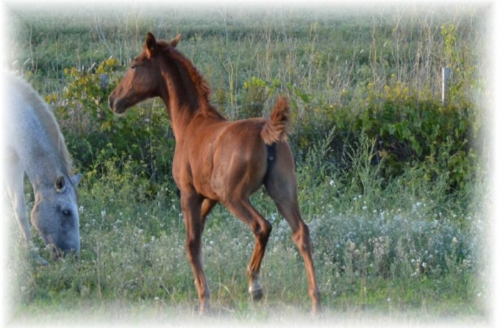 Cereja du Castel. Par Ladino. A la vente