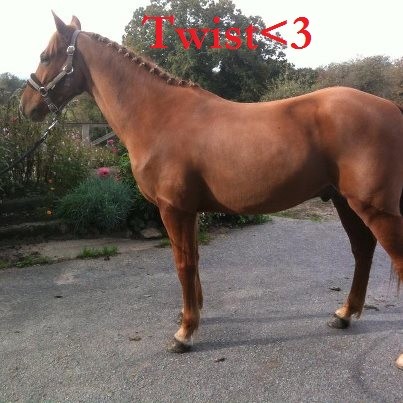 Le hongre avec qui je faisait de la poney4