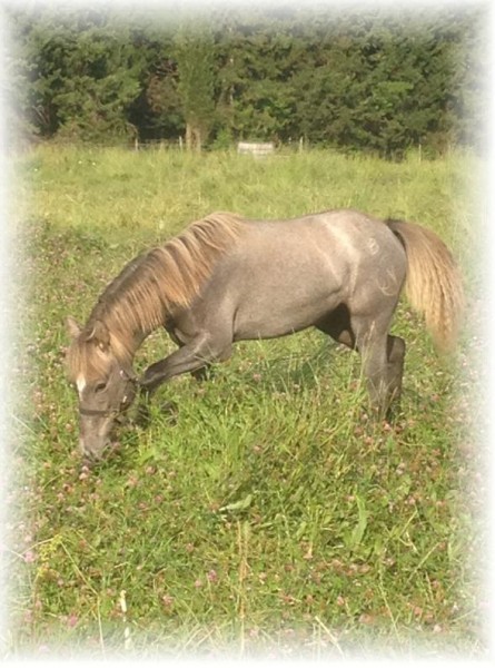 Brise de St Sauveur . Pouliche Camargues inscrite en performance . Pas a la vente