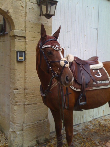 Recherche : Tapis SCAPA Marron taille Cheval