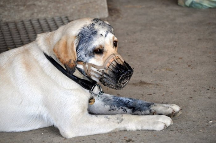 Sans lui, �a ne serait pas pareil....