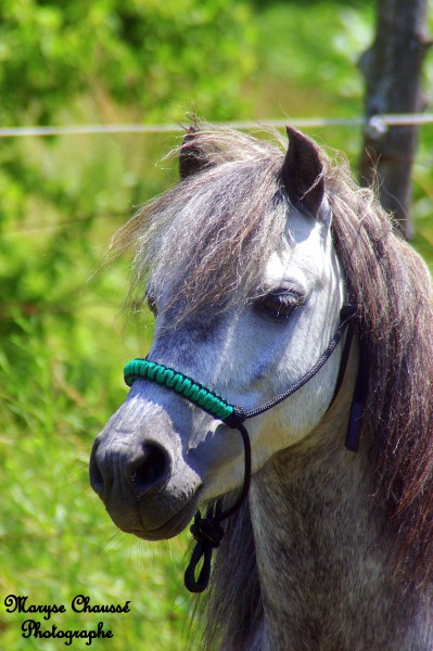 talon shetland clair