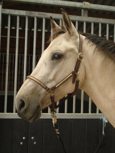 Recherche : Ce Licol Clincher Protanner taille cheval