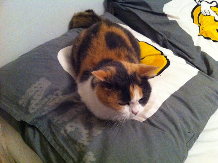 ma chatounette adoorer 