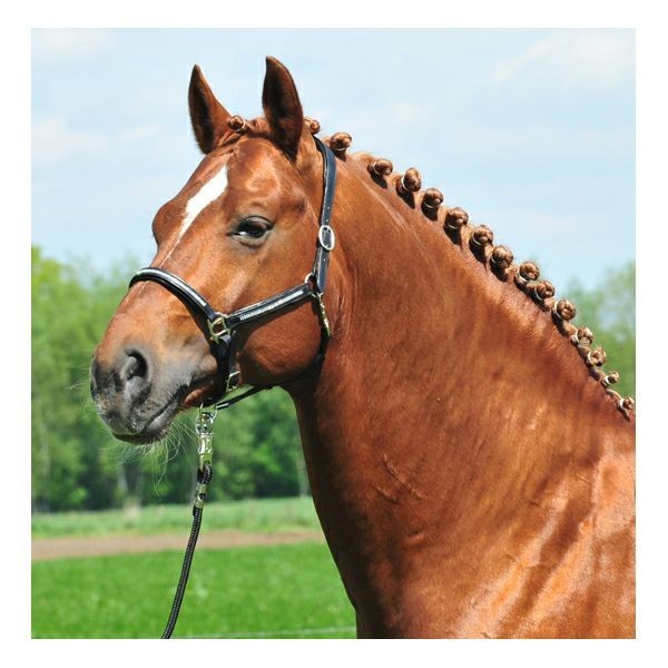 Recherche : ce licol cuir Noir  Strass taille cheval
