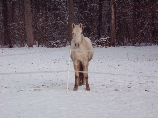 Loulou dans la neige !