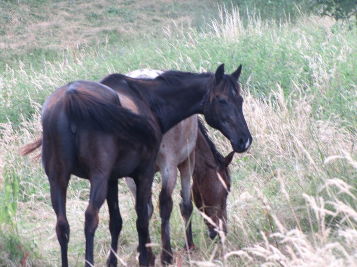 tornade et princesse au pr