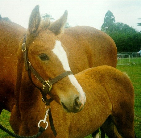1/2 soeur de quita (kanelle exporte grece)