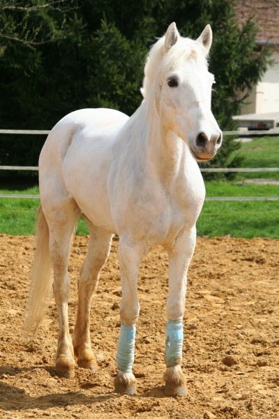 Neptune de Neuflieux, Camargue 12ans